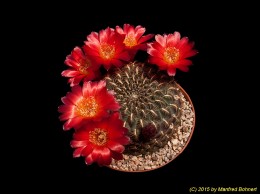 Sulcorebutia tiraquensis v. australis HS15 2097